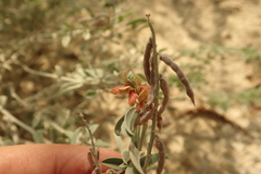 Indigofera oblongifolia