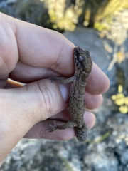 Pachydactylus formosus