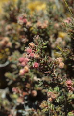 Erica haematocodon