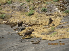 Nilgiritragus hylocrius