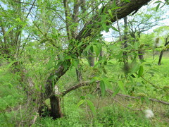 Salix pierotii