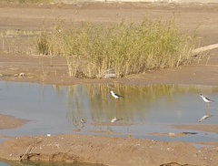 Himantopus himantopus