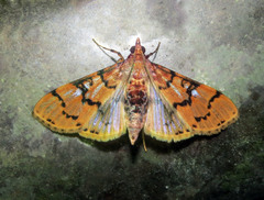 Azochis