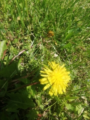 Taraxacum officinale