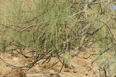Moringa peregrina