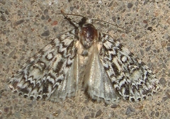 Acronicta heitzmani