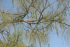Moringa peregrina