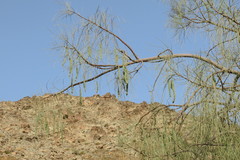Moringa peregrina