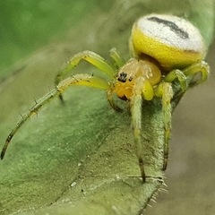 Bijoaraneus mitificus