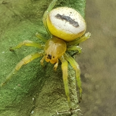 Bijoaraneus mitificus