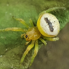 Bijoaraneus mitificus