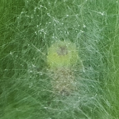 Bijoaraneus mitificus