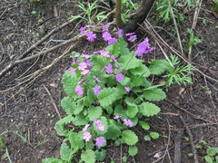 Primula sieboldii