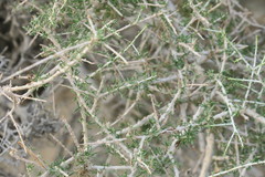 Plocama aucheri