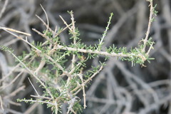 Plocama aucheri