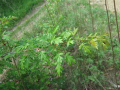 Crataegus pinnatifida