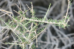 Plocama aucheri