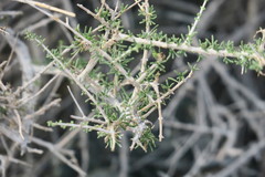 Plocama aucheri