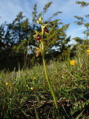 Ophrys insectifera aymoninii