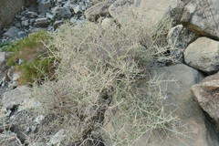 Plocama aucheri