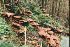 Rigidoporus aureofulvus