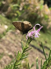 Leptotes pirithous