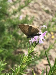 Leptotes pirithous