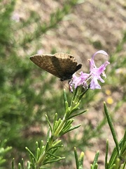 Leptotes pirithous