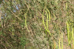 Prosopis cineraria