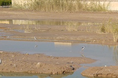 Himantopus himantopus