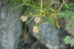 Pulicaria glutinosa