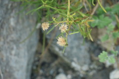Pulicaria glutinosa