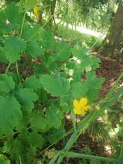 Chelidonium majus