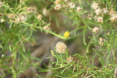 Pulicaria glutinosa