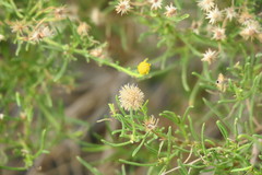 Pulicaria glutinosa