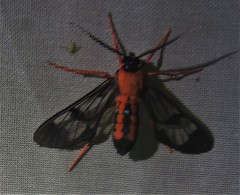 Cosmosoma sectinota
