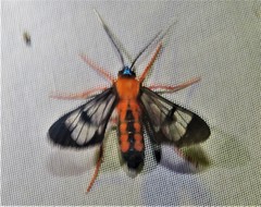 Cosmosoma sectinota