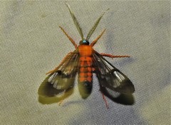 Cosmosoma sectinota