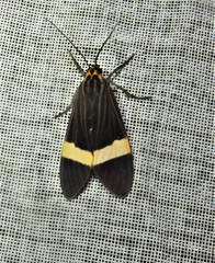 Aclytia