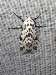 Hypercompe permaculata