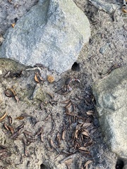 Chasmagnathus convexus