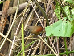 Synallaxis erythrothorax