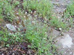 Trifolium incarnatum molinerii