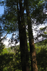 Quintinia