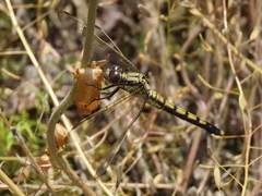 Orthetrum lineostigma