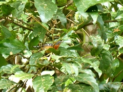 Microrhopias quixensis