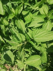 Urtica dioica