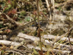 Orthetrum lineostigma