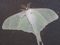 Actias artemis