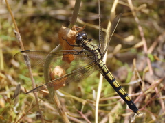 Orthetrum lineostigma